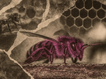 Europa condena a las abejas silvestres