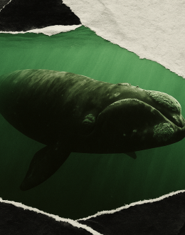 Una buena noticia: la ballena franca del Atlántico Norte resiste