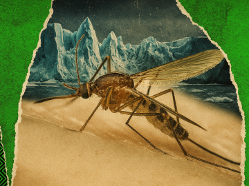 Por qué debería importarte que un mosquito llegue a Islandia