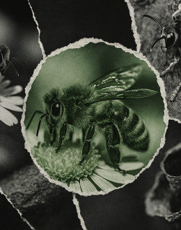 Las abejas silvestres se extinguen y la Junta mira hacia otro lado