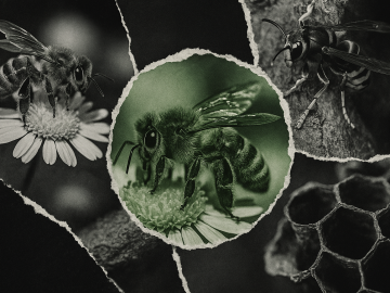 Las abejas silvestres se extinguen y la Junta mira hacia otro lado