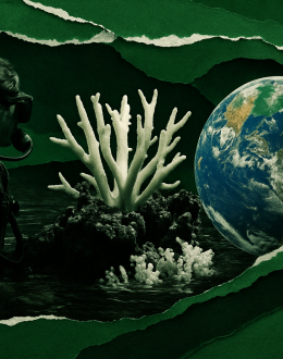 Hemos cruzado el primer punto de no retorno climático: el colapso silencioso de los arrecifes de coral