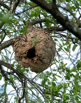 Vespa velutina. La crisis climática tiene alas: tres muertes en Galiza y un ecosistema en ruinas