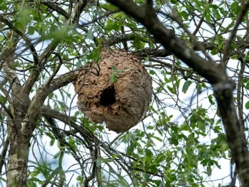 Vespa velutina. La crisis climática tiene alas: tres muertes en Galiza y un ecosistema en ruinas