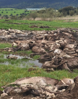 Vídeo | La montería de la vergüenza en Ciudad Real