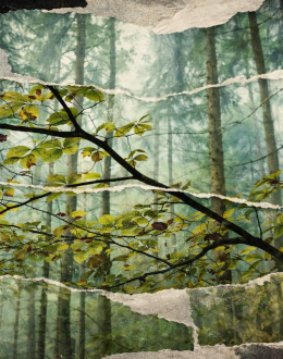 Los bosques empiezan a morir hoja a hoja: la ciencia señala el límite climático que el capitalismo ignora