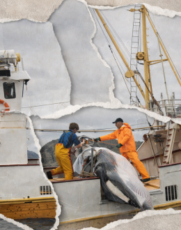 Noruega sigue matando ballenas aunque nadie las quiera