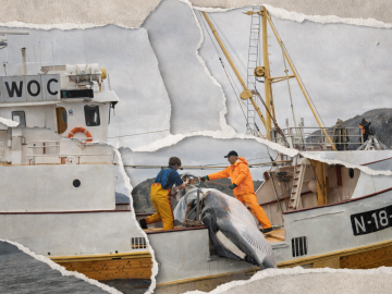 Noruega sigue matando ballenas aunque nadie las quiera