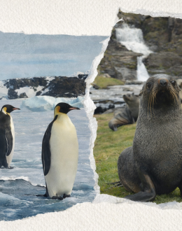 El hielo se rompe y la vida desaparece: el pingüino emperador y el lobo marino ya están en peligro