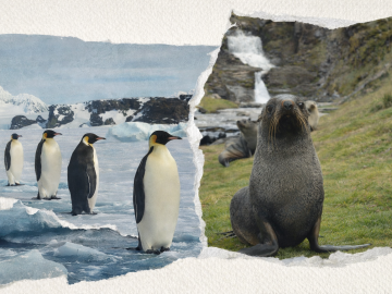 El hielo se rompe y la vida desaparece: el pingüino emperador y el lobo marino ya están en peligro