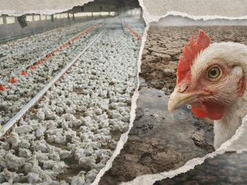 Una macrogranja de un millón de gallinas que nadie pidió