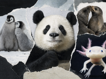 Más del 20% de las especies ya están en peligro: estas son las especies que entran en una fase crítica de extinción