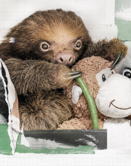 Sloth World: el infierno legal que convirtió a más de 50 perezosos en mercancía moribunda
